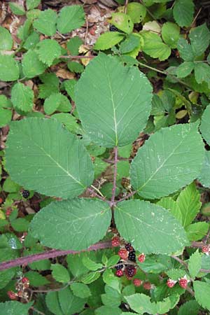 Rubus sect. Hystrix \ Gruppe Stachelschwein-Brombeeren / Group of Hedgehog Brambles, D Odenwald, Juh&ouml;he 28.8.2013