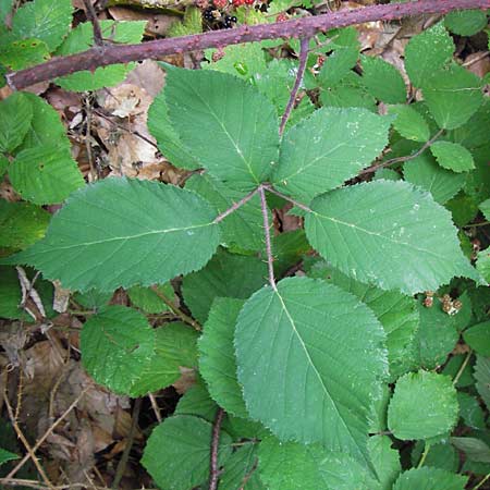 Rubus sect. Hystrix \ Gruppe Stachelschwein-Brombeeren / Group of Hedgehog Brambles, D Odenwald, Juh&ouml;he 28.8.2013