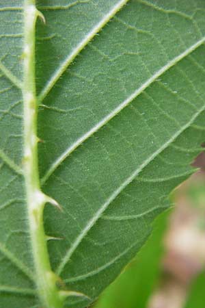 Rubus sect. Hystrix \ Gruppe Stachelschwein-Brombeeren / Group of Hedgehog Brambles, D Odenwald, Juh&ouml;he 28.8.2013