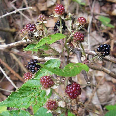 Rubus sect. Hystrix \ Gruppe Stachelschwein-Brombeeren / Group of Hedgehog Brambles, D Odenwald, Juh&ouml;he 28.8.2013