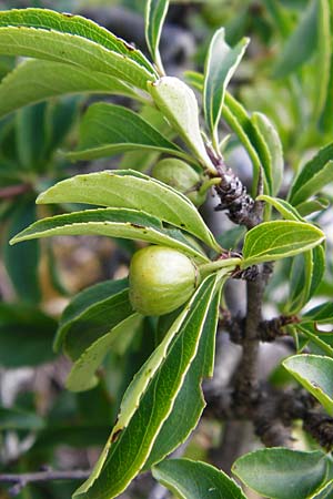 Rhamnus saxatilis \ Felsen-Kreuzdorn / Rock Buckthorn, D Weltenburg 14.6.2014