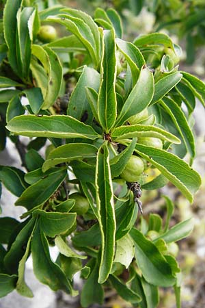 Rhamnus saxatilis \ Felsen-Kreuzdorn / Rock Buckthorn, D Weltenburg 14.6.2014