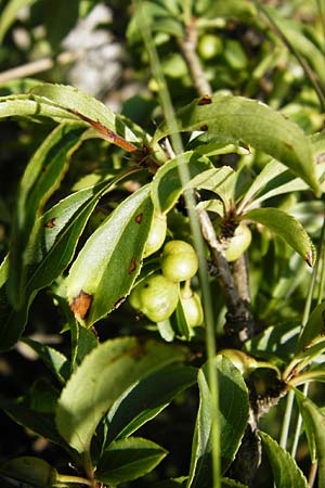 Rhamnus saxatilis \ Felsen-Kreuzdorn / Rock Buckthorn, D Weltenburg 14.6.2014