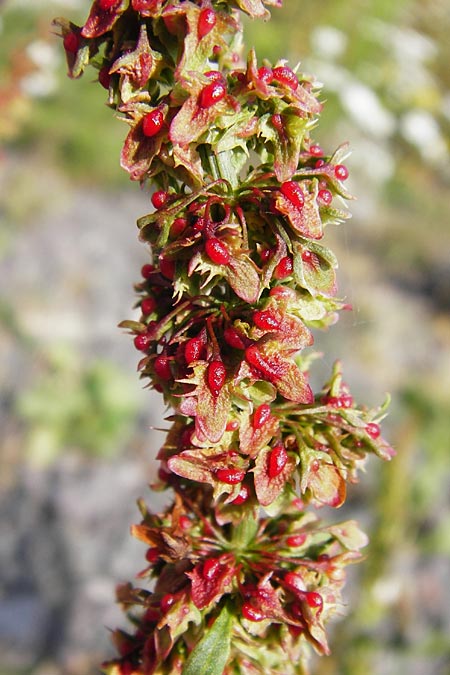 Rumex conglomeratus x obtusifolius subsp. sylvestris, Hybrid Dock Rumex conglomeratus x obtusifolius subsp. sylvestris, Hybrid Dock