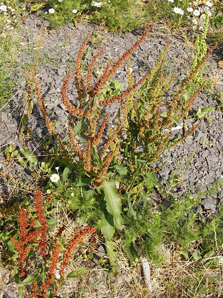 Rumex conglomeratus x obtusifolius subsp. sylvestris \ Ampfer-Hybride / Hybrid Dock, D Worms 1.7.2014