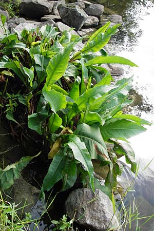 Rumex hydrolapathum \ Flu-Ampfer, Teich-Ampfer / Great Water Dock, D Hanau 3.8.2014
