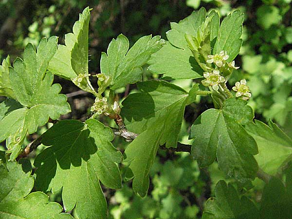 Ribes alpinum \ Alpen-Johannisbeere / Mountain Currant, D Donnersberg 29.4.2006