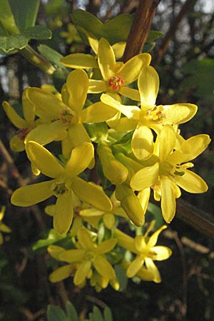 Ribes aureum \ Gold-Johannisbeere / Golden Currant, D Neuleiningen 5.4.2007
