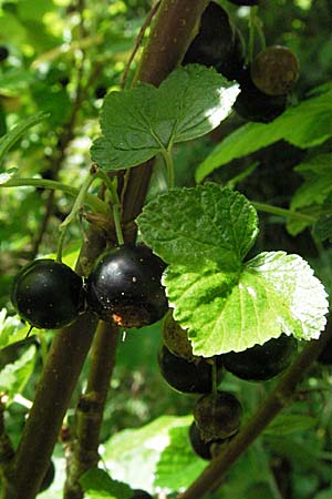 Ribes nigrum \ Schwarze Johannisbeere / Black Currant, D Pforzheim 23.6.2007