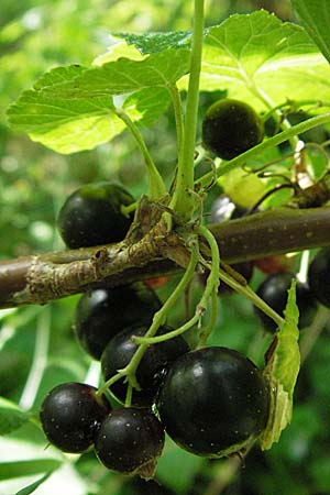 Ribes nigrum \ Schwarze Johannisbeere / Black Currant, D Pforzheim 23.6.2007