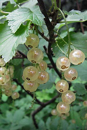 Ribes rubrum \ Rote Johannisbeere / Red Currant, D Weinheim an der Bergstraße 27.6.2007