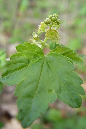 Ribes alpinum \ Alpen-Johannisbeere / Mountain Currant, D Rheinhessen, Wendelsheim 13.4.2008