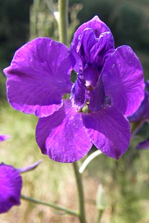 Delphinium ajacis \ Garten-Rittersporn / Larkspur, D Rheinhessen, Flonheim 14.6.2008