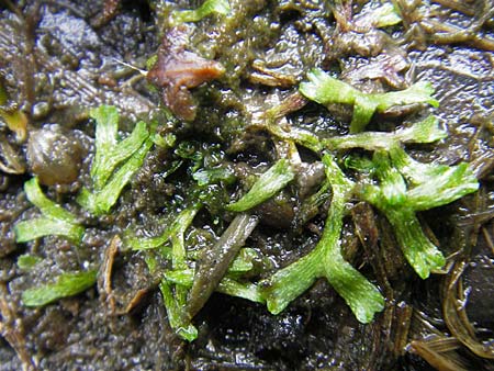 Riccia fluitans agg. \ Untergetauchtes Stern-Lebermoos / Crystalwort, Slender Riccia, D Dinkelsb&uuml;hl 9.10.2009