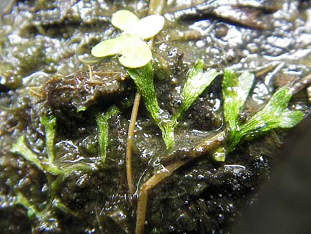 Riccia fluitans agg. \ Untergetauchtes Stern-Lebermoos / Crystalwort, Slender Riccia, D Dinkelsb&uuml;hl 9.10.2009