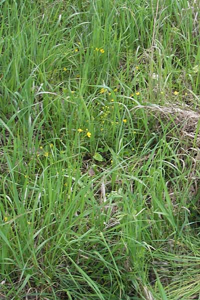 Ranunculus auricomus specH ? \ Gold-Hahnenfu� / Goldilocks, D Deuerling 6.5.2012