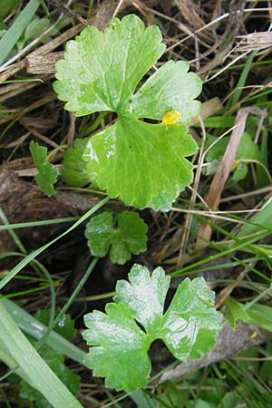Ranunculus auricomus specH ? \ Gold-Hahnenfu� / Goldilocks, D Deuerling 6.5.2012