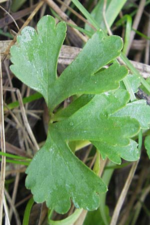 Ranunculus auricomus specH ? \ Gold-Hahnenfu� / Goldilocks, D Deuerling 6.5.2012