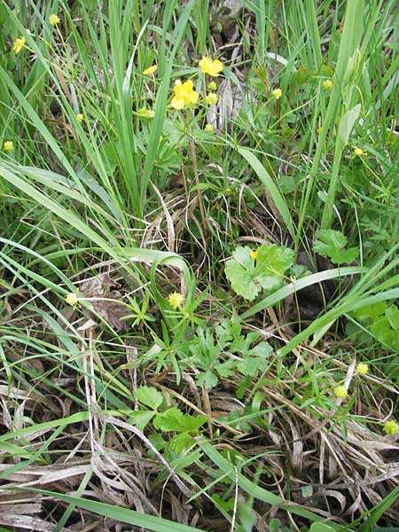 Ranunculus auricomus specH ? \ Gold-Hahnenfu� / Goldilocks, D Deuerling 6.5.2012