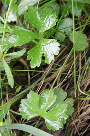 Ranunculus auricomus specH ? \ Gold-Hahnenfu� / Goldilocks, D Deuerling 6.5.2012