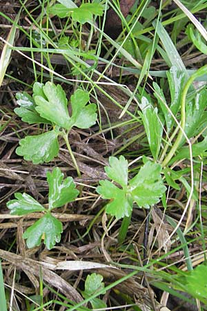 Ranunculus auricomus specH ? \ Gold-Hahnenfu� / Goldilocks, D Deuerling 6.5.2012
