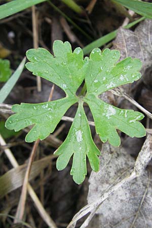 Ranunculus auricomus specH ? \ Gold-Hahnenfu� / Goldilocks, D Deuerling 6.5.2012