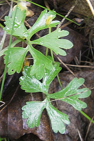 Ranunculus auricomus specH ? \ Gold-Hahnenfu� / Goldilocks, D Deuerling 6.5.2012