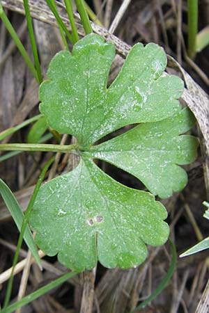 Ranunculus auricomus specH ? \ Gold-Hahnenfu� / Goldilocks, D Deuerling 6.5.2012