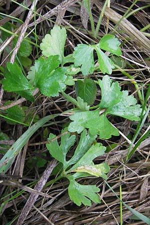 Ranunculus auricomus specH ? \ Gold-Hahnenfu� / Goldilocks, D Deuerling 6.5.2012