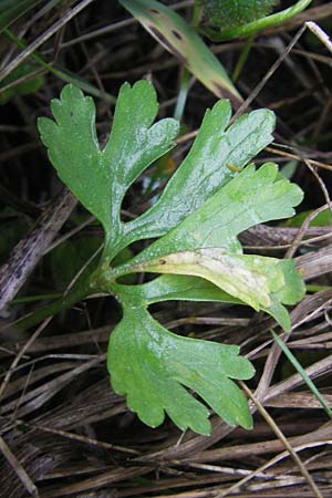 Ranunculus auricomus specH ? \ Gold-Hahnenfu� / Goldilocks, D Deuerling 6.5.2012
