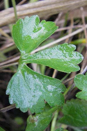 Ranunculus auricomus specH ? \ Gold-Hahnenfu� / Goldilocks, D Deuerling 6.5.2012
