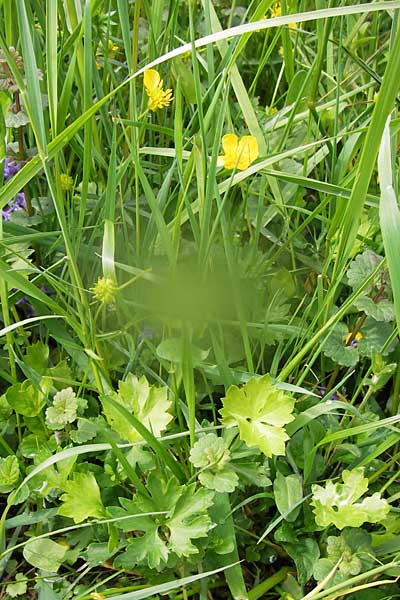 Ranunculus auricomus specE ? \ Gold-Hahnenfu� / Goldilocks, D Kleinrheinfeld 5.5.2013
