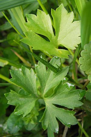 Ranunculus auricomus specE ? \ Gold-Hahnenfu� / Goldilocks, D Kleinrheinfeld 5.5.2013