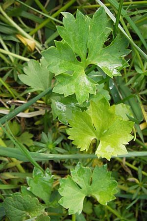 Ranunculus auricomus specE ? \ Gold-Hahnenfu� / Goldilocks, D Kleinrheinfeld 5.5.2013
