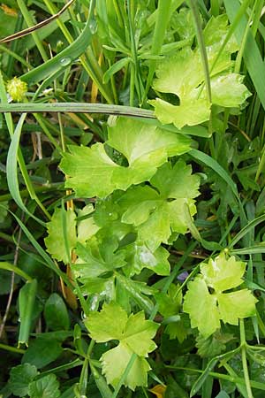 Ranunculus auricomus specE ? \ Gold-Hahnenfu� / Goldilocks, D Kleinrheinfeld 5.5.2013