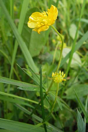 Ranunculus auricomus specE ? \ Gold-Hahnenfu� / Goldilocks, D Kleinrheinfeld 5.5.2013