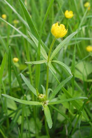 Ranunculus integerrimus s.l. \ Ungezhnter Gold-Hahnenfu / Nontoothed Goldilocks, D Kleinrheinfeld 5.5.2013