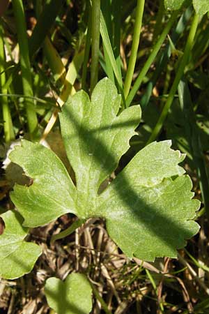 Ranunculus lucorum \ Hain-Gold-Hahnenfu / Grove Goldilocks, D Mainberg 5.5.2013