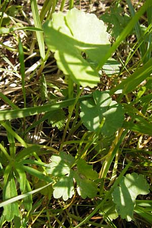 Ranunculus lucorum \ Hain-Gold-Hahnenfu / Grove Goldilocks, D Mainberg 5.5.2013