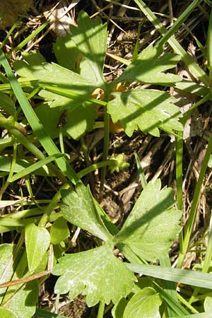 Ranunculus lucorum \ Hain-Gold-Hahnenfu / Grove Goldilocks, D Mainberg 5.5.2013