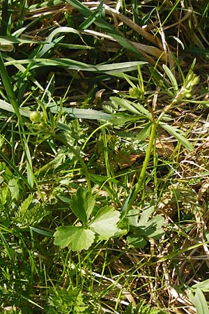 Ranunculus irregularis \ Ungleichmiger Gold-Hahnenfu / Irregular Goldilocks, D Mainberg 27.3.2014
