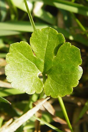Ranunculus irregularis \ Ungleichmiger Gold-Hahnenfu / Irregular Goldilocks, D Mainberg 27.3.2014