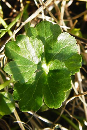 Ranunculus irregularis \ Ungleichmiger Gold-Hahnenfu / Irregular Goldilocks, D Mainberg 27.3.2014