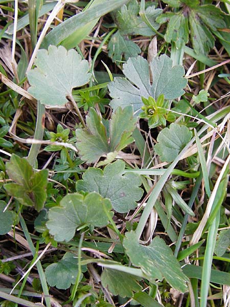 Ranunculus integerrimus s.l. \ Ungezhnter Gold-Hahnenfu / Nontoothed Goldilocks, D Kleinrheinfeld 27.3.2014