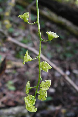 Ribes rubrum \ Rote Johannisbeere / Red Currant, D Mannheim 6.4.2014