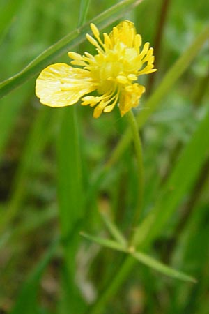 Ranunculus indecorus s.l. \ Unaufflliger Gold-Hahnenfu / Inconspicuous Goldilocks, D Deuerling 2.5.2014