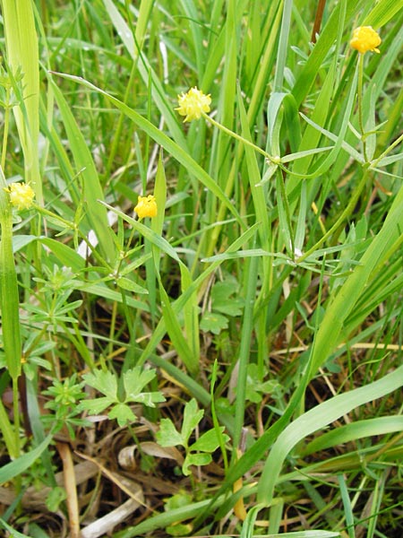 Ranunculus indecorus s.l. \ Unaufflliger Gold-Hahnenfu / Inconspicuous Goldilocks, D Deuerling 2.5.2014