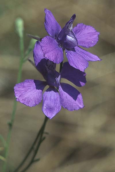 Delphinium ajacis \ Garten-Rittersporn / Larkspur, D Mannheim 28.8.2005