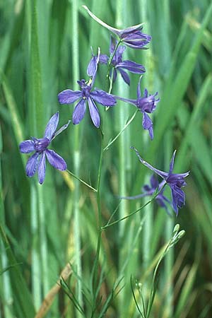 Delphinium consolida subsp. consolida \ Feld-Rittersporn / Forking Larkspur, D Neuleiningen 5.6.2005