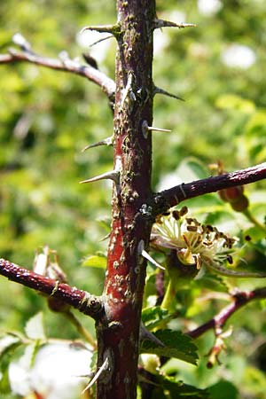 Rosa spinosissima \ Bibernellblttrige Rose, D Wetzlar 17.5.2014